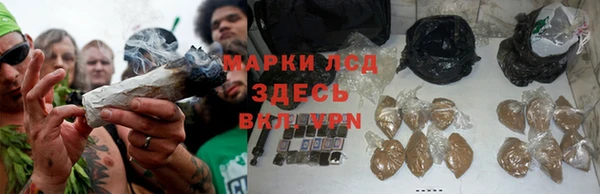 стаф Алзамай